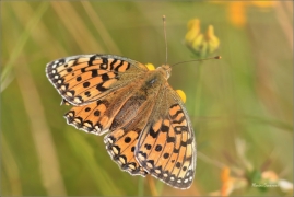 <p>PERLEŤOVEC VELKÝ ( (Argynnis aglaja) ---- /Dark green fritillary - Großer Perlmutterfalter/</p>